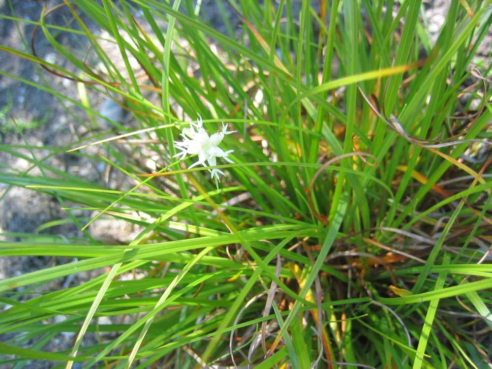 Carex baldensis (Monte Baldo-Segge)